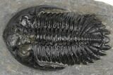 Hollardops Trilobite With Visible Eye Facets - Ofaten, Morocco #197120-2